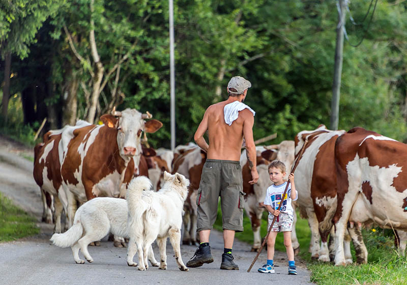 A young herder more interested in our motorcycles than his herd