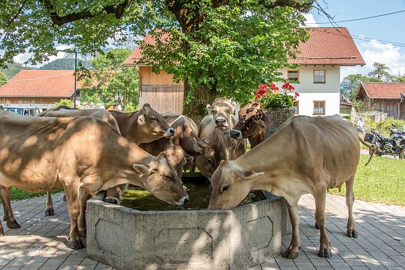 Austrian cows on the way back to the barn